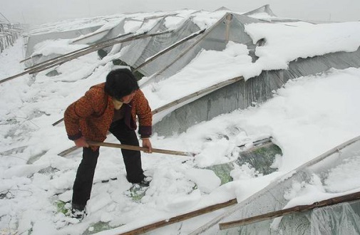 大雪壓垮鋼結(jié)構(gòu)廠房，眾多“二師兄”壯烈犧牲